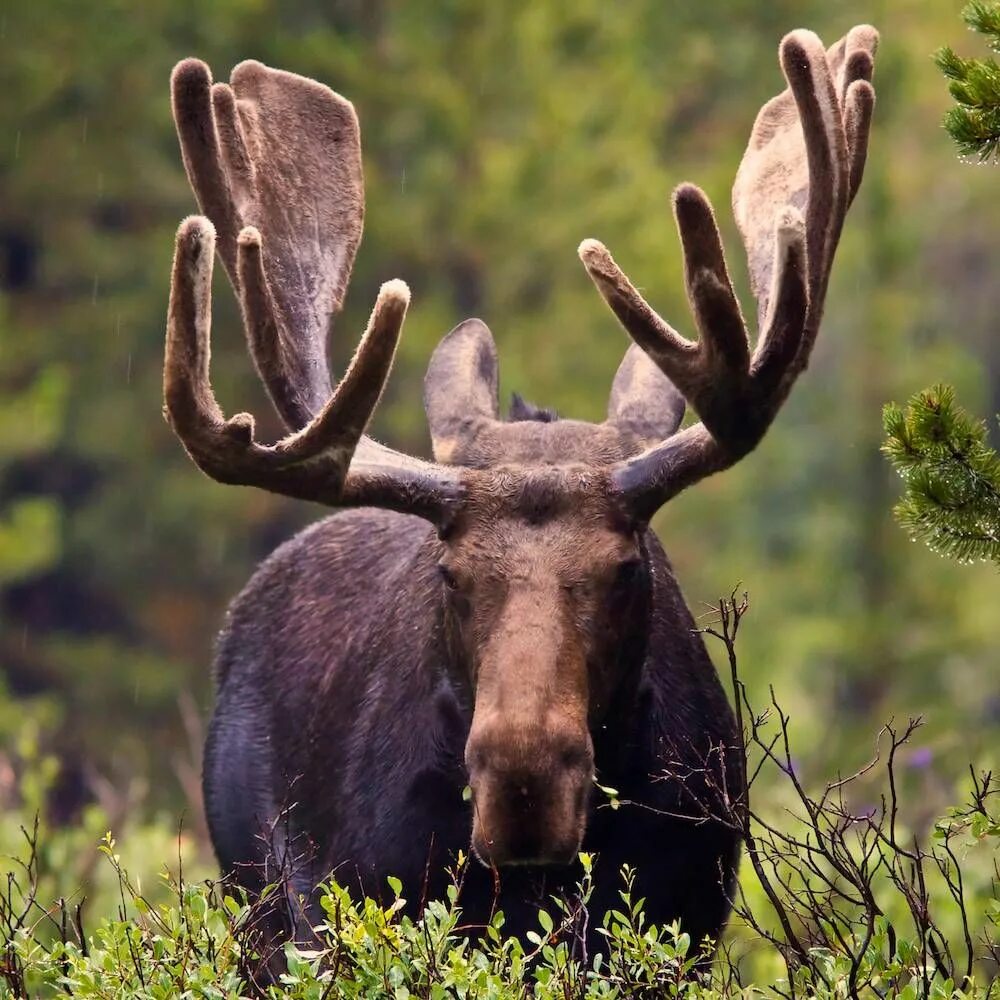 Европейский Лось alces alces. Лось Северной Америки. Североамериканский Лось. Сохатый Лось.