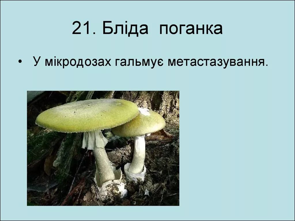 Поганка значение. Бледная поганка большая. шампиньон и поганка. молодая бледная поганка. бледная поганка и шампиньон сходство и различие.