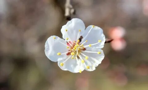 Порно актриса Китерияның фотосы