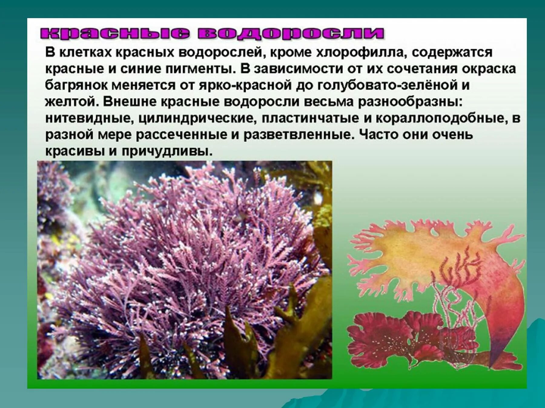 Водоросли входят в состав. Доклад про водоросли. Водоросли 5 класс биология. Водоросли презентация 6 класс. Доклад про водоросли 5 класс.