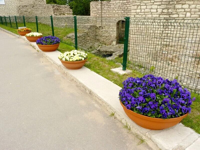 На двух клумбах. Композиция на газоне. Небольшая клумба. Клумба белгород днестровский. На двух клумбах.