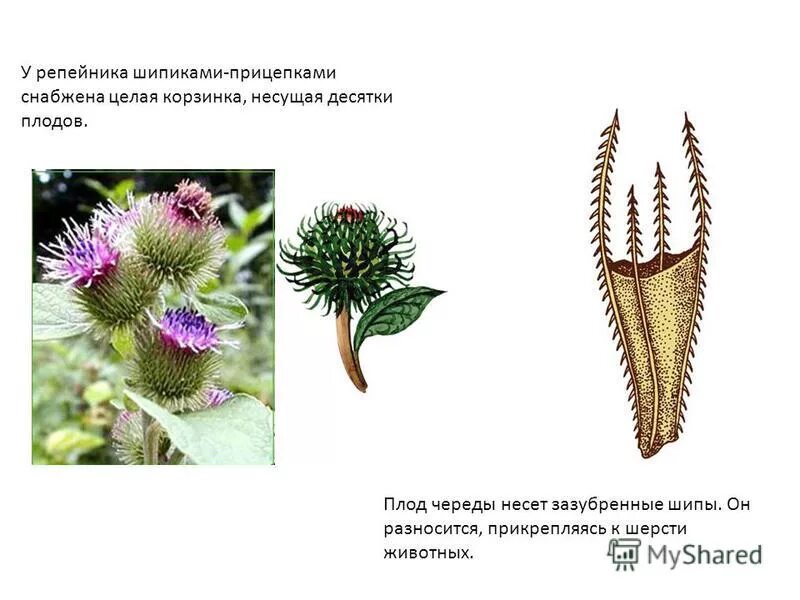 Репейник семена распространение. Строение плода репейника. Распространение плодов и семян. Череда распространение семян. Распространение плоды череды.