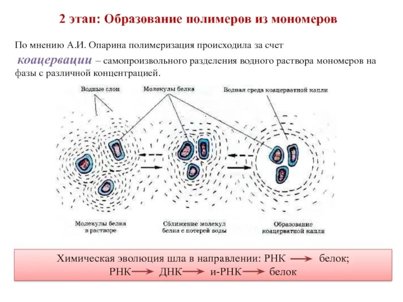 Процесс расщепления полимеров до мономеров. Образование полимеров из мономеров. этапы образования полимеров. коацервация. схема образования полимера.