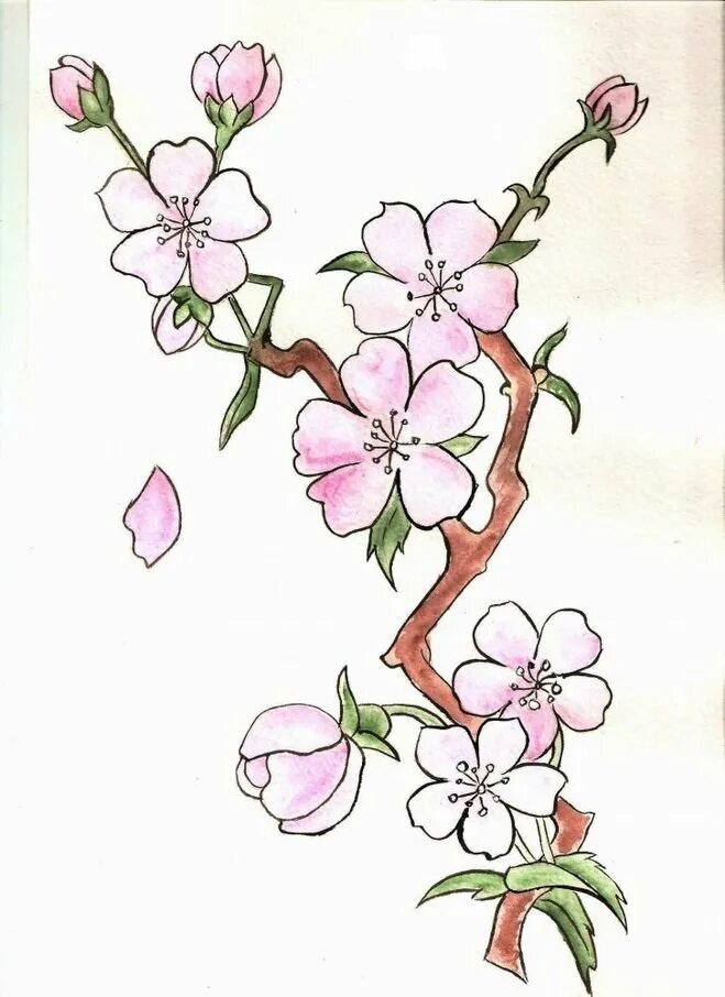 Сакура эскиз. Сакура рисунок для срисовки. Сакура рисунок цветов. Сакура эскиз. Стилизованные цветы сакуры.