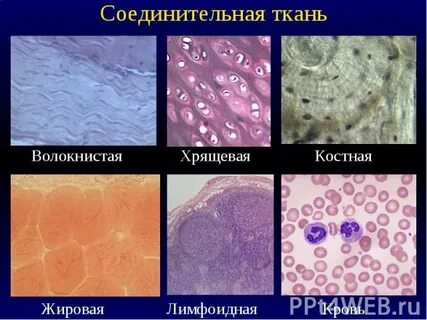Жировая костная ткань