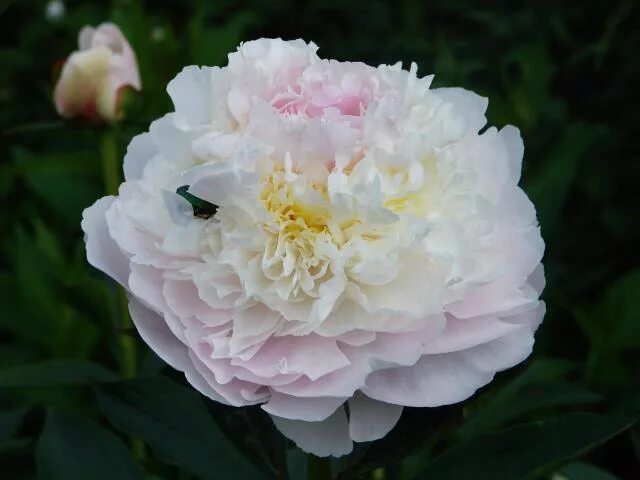 Пион квин. Пион блаш квин. victorian blush пион. пион куин би. пион blush queen (блаш квин).