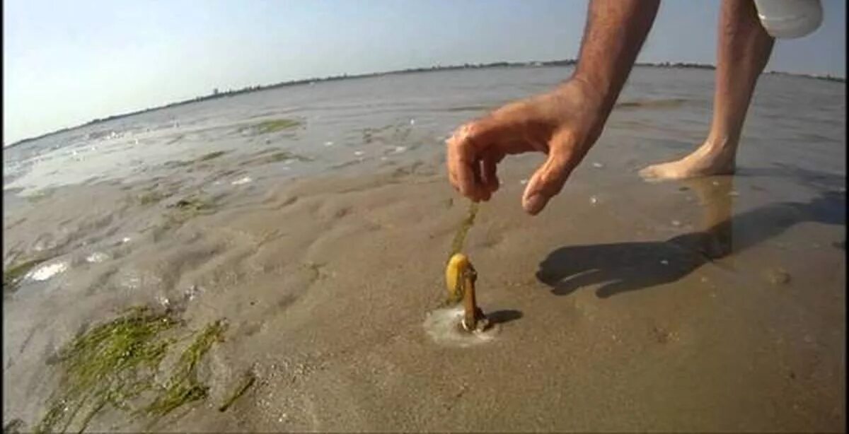 Черви в песке. Razor Clams - морской черенок. Рыбы торчат из песка. Черви которые живут в песке.