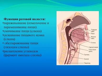 Сок рот