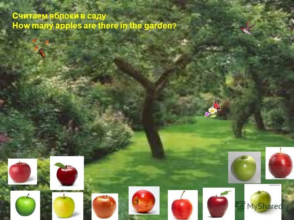 How many apples are there