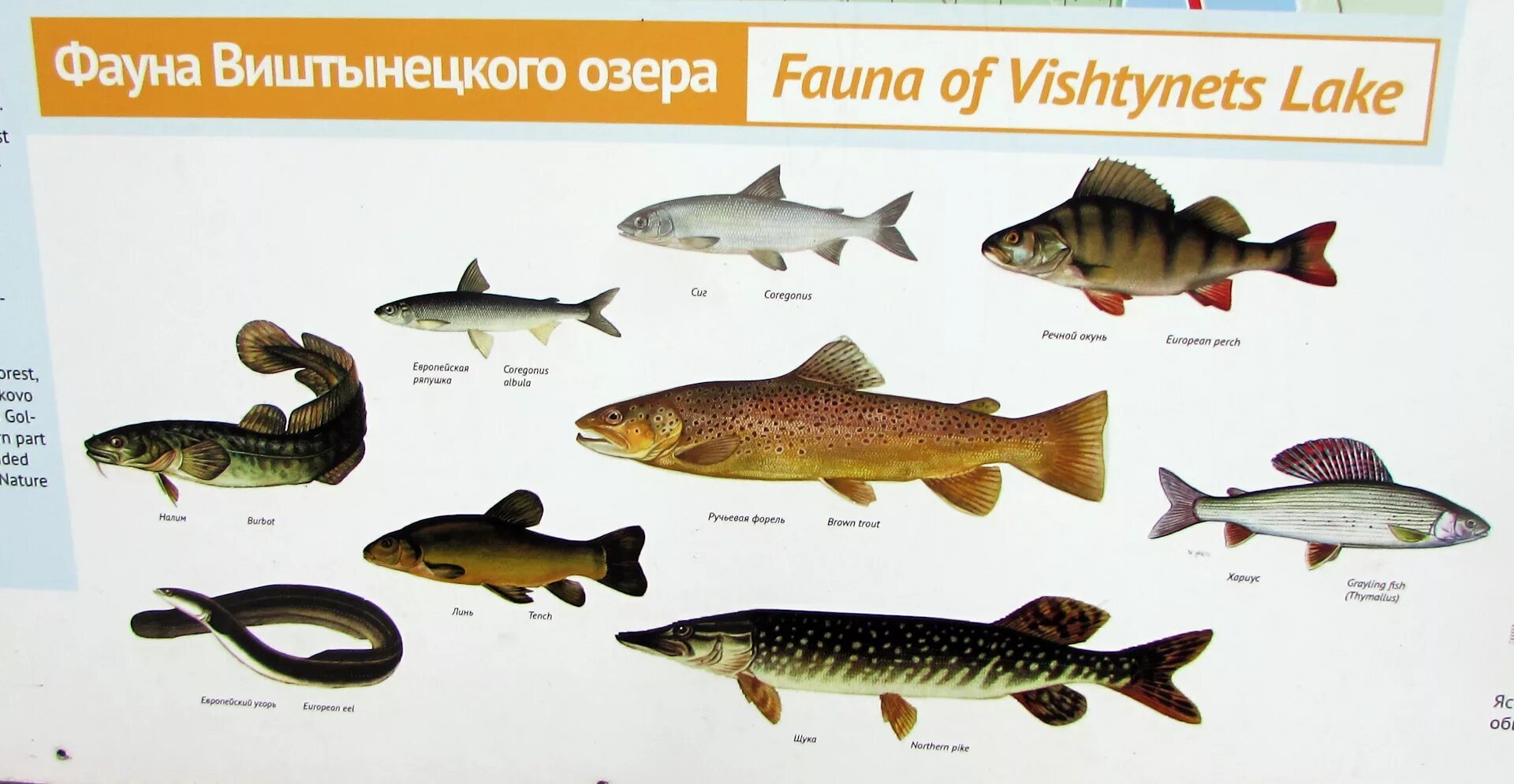 Какая рыба водится в озере. Рыбы обитающие в Озерах. Рыбы в озере названия. Рыбы которые водятся в озёрах. Рыбы Калининградской области.