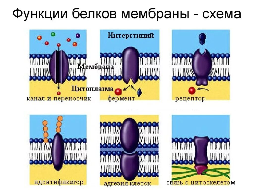 Какие функции выполняют белки мембран. Функции белков в клеточной мембране. Функции месьранных ьелоув. Функции мембранных белков. Функции белков в мембране клетки.