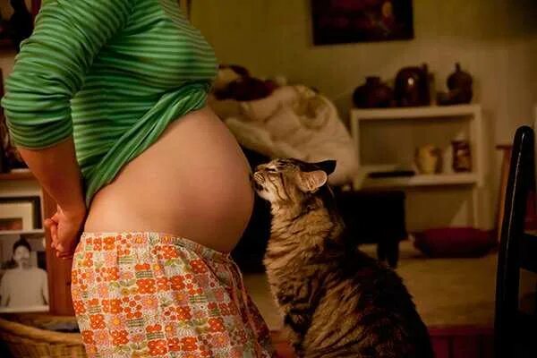 Кошка ложится на живот женщине. Беременная женщина с котом. беременная женщина кошка.