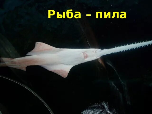 Рыба пила слушать. Рыба-пила. рыба пила пила. нос рыбы пилы. рыба пила фото.