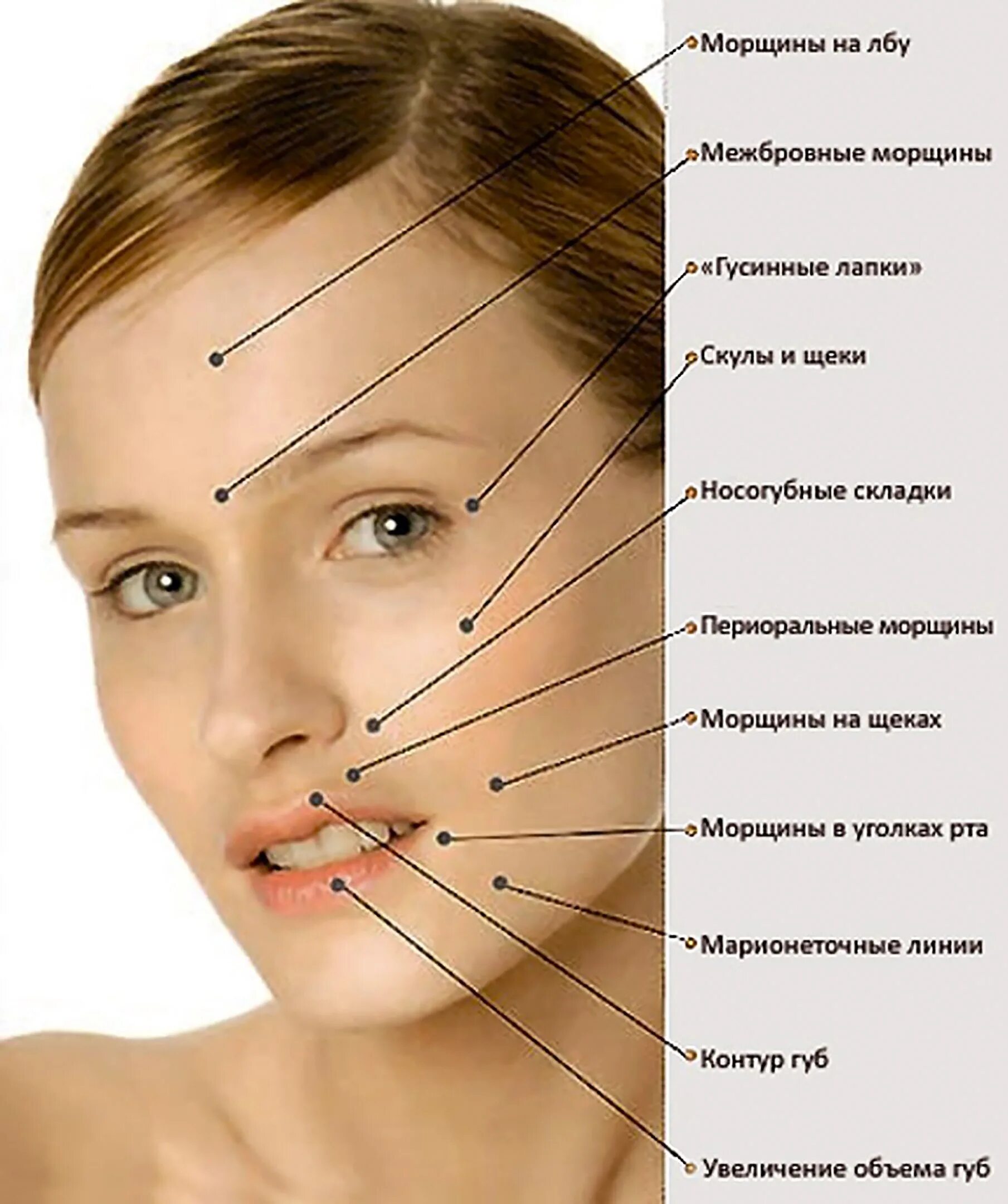 Точки около глаз. Части лица скулы. Части лица человека названия. Лицо и название его частей. Строение лица скулы.