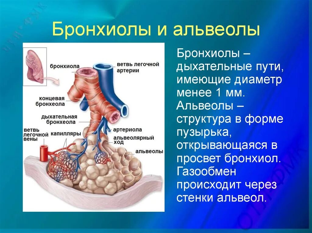 Альвеолярные пузырьки у млекопитающих находятся в. Дыхательная система строение бронхи и бронхиолы. Строение бронхи альвеолы бронхиолы. Бронхиолы строение стенки. Строение бронхиол.