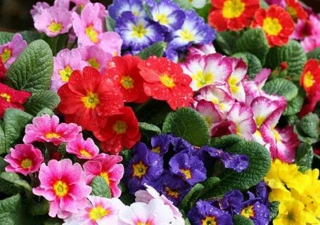 Какие бывают примулы