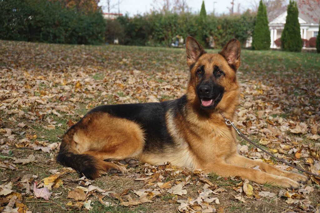 German Shepherd Dog Female Photograph by Karon Melillo DeVega - Fine Art America