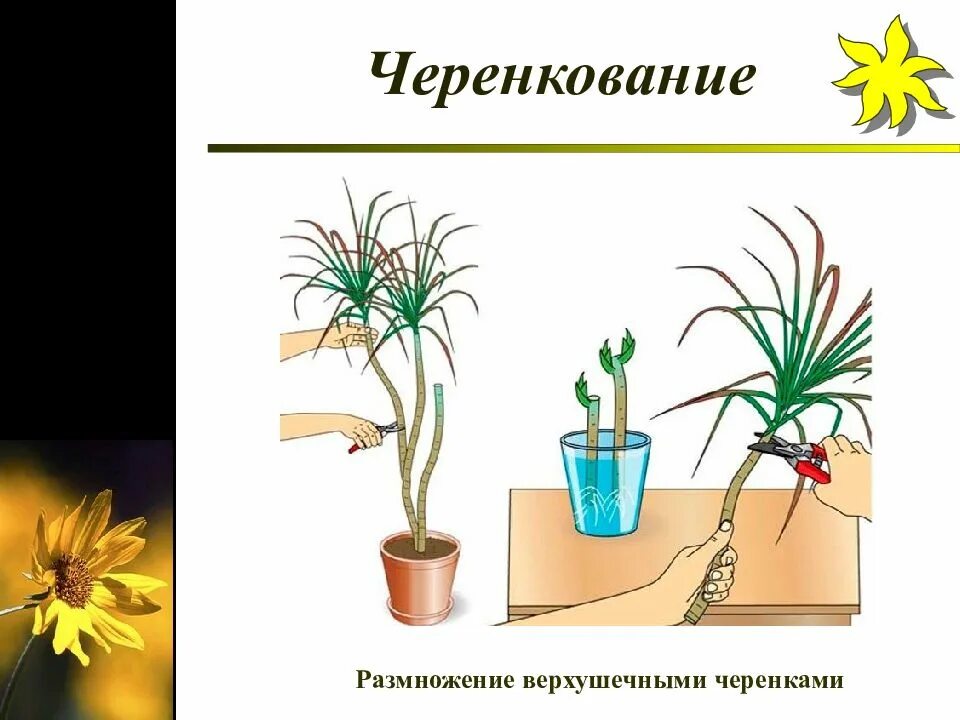 Почему при размножении комнатных растений используют. Схема черенкования комнатных растений. черенкование комнатных комнатных растений. размножение комнатных растений. способы размножения комнатных растений.