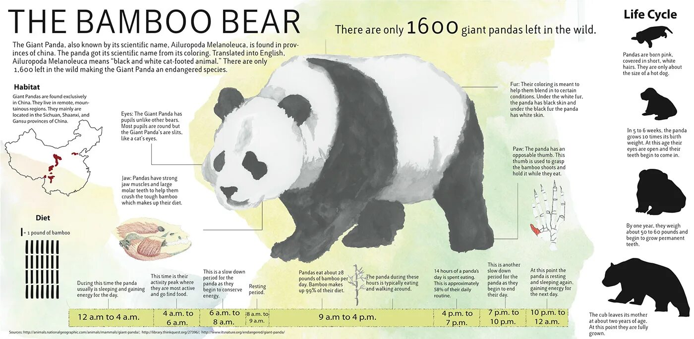 Pandas названия колонок. Инфографика pandas. giant panda infographics. панда размеры и вес. размер панды.