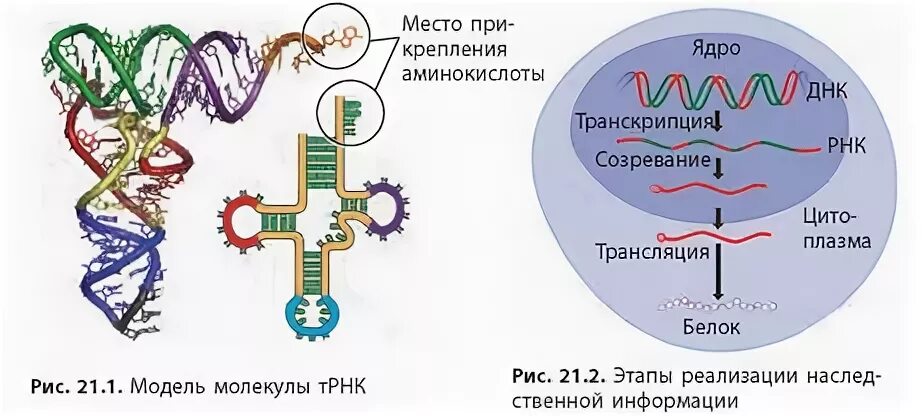 Реализация наследственной клетки. Реализация генетической информации схема. Этапы передачи генетической информации. Этапы реализации наследственной информации транскрипция трансляция.