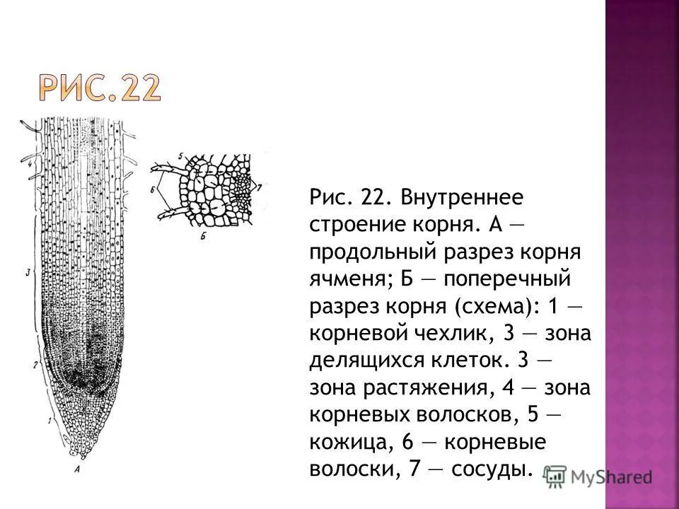 Каково значение зоны растяжения корня. Строение зоны растяжения корня. Внутреннее строение корня зоны корня. Каково значение зоны растяжения корня. Строение корня особенности строения.