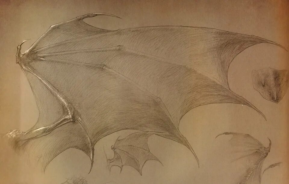крыло дракона читать. перепончатые крылья дракона. крыло дракона читать. дракон эскиз. виверн крылатый дракон.