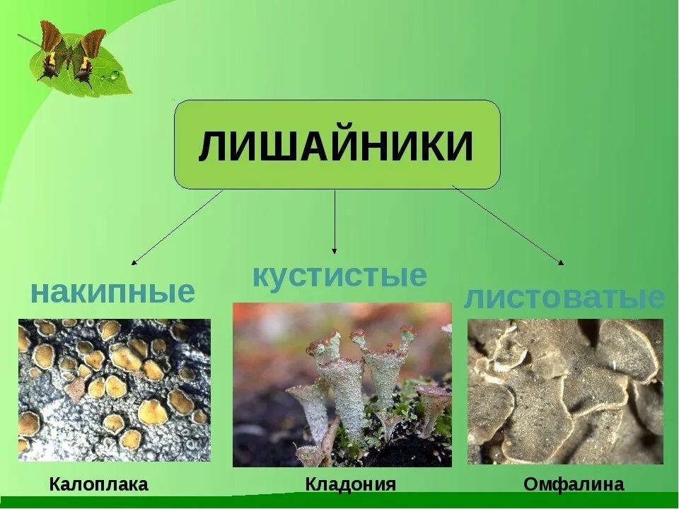 Что такое лишайники 5 класс биология