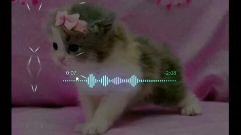 Я котик самбука текст