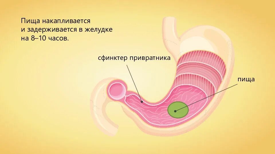 Строение желудка человека. Желудок человека 8 класс. Интересные факты о желудке. Строение желудка 8 класс