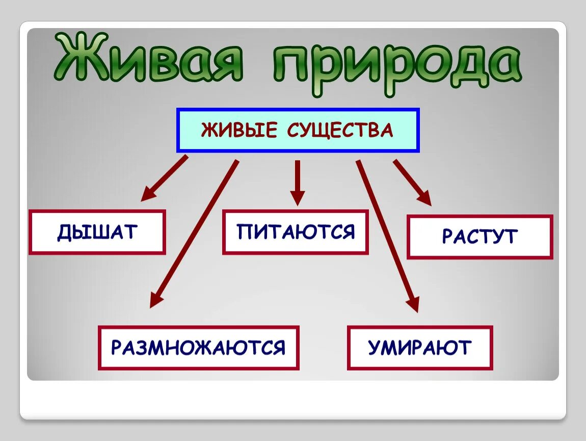 Относится ли человек к живой природе. Живая природа окружающий мир. Живая природа это 2 класс. Живая природа презентация. Живая и неживая природа 2 класс.