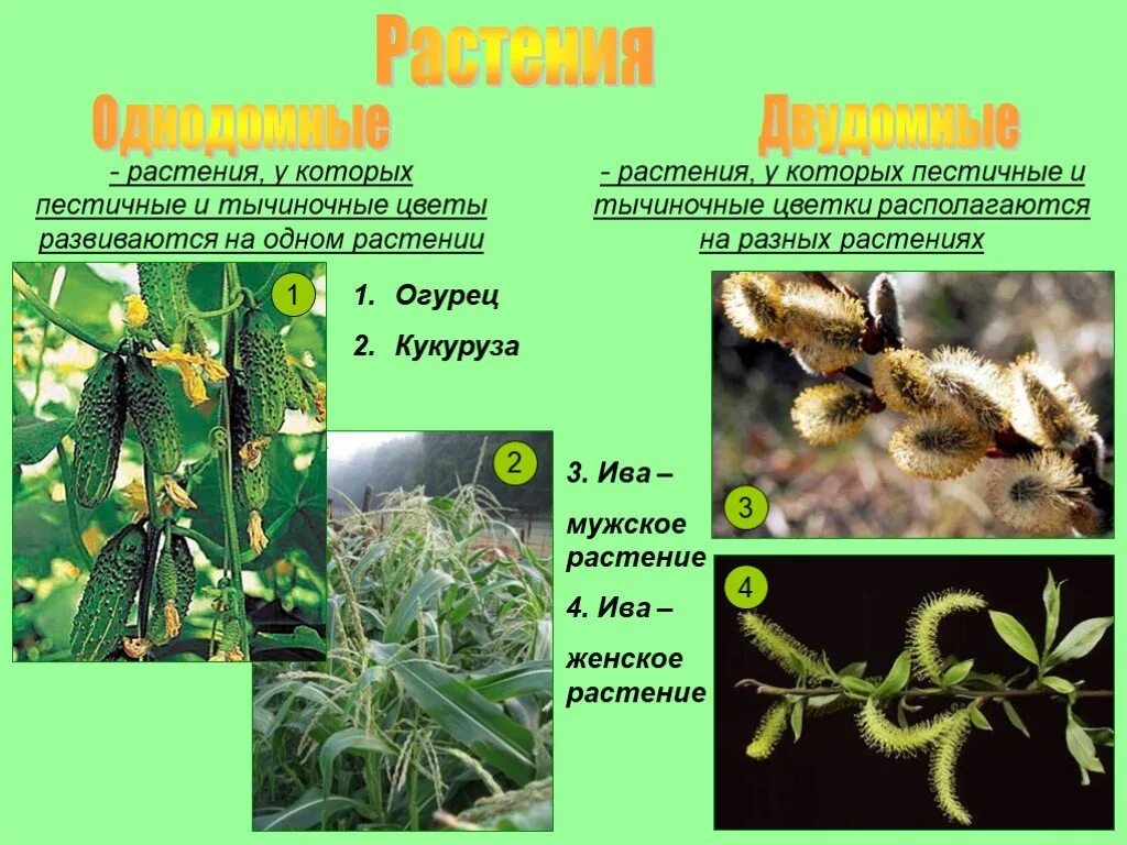 Обоеполые однодомные двудомные. Однодомные и двудомные растения. Цветок однодомные и двудомные растения. Однодомные растения это в биологии 6 класс. Однодомные и двудомные цветки.