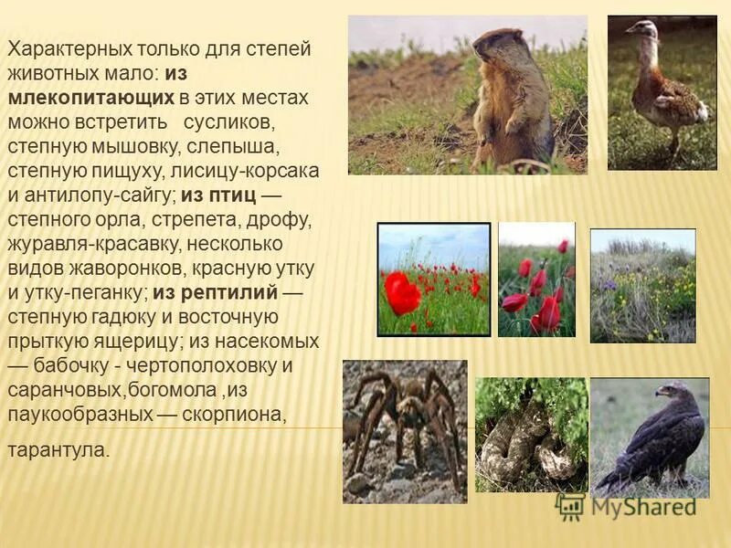 какое животное не характерно для зоны