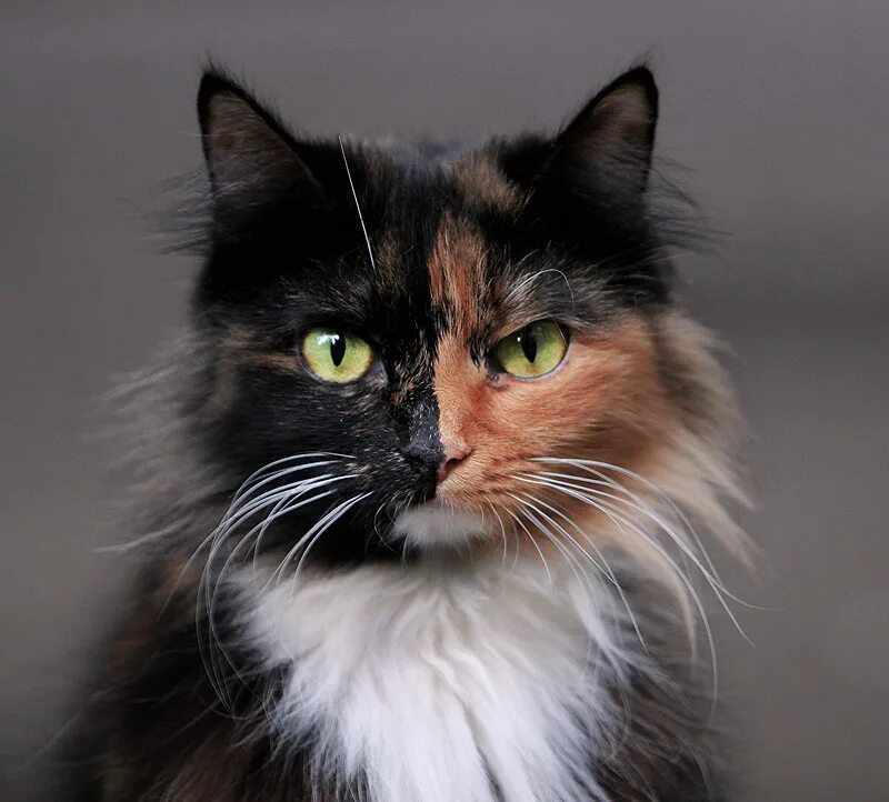 наглый человек. мерзавец происхождение слова. значение слова наглый. когда ты знаешь правду. шутки про жару.