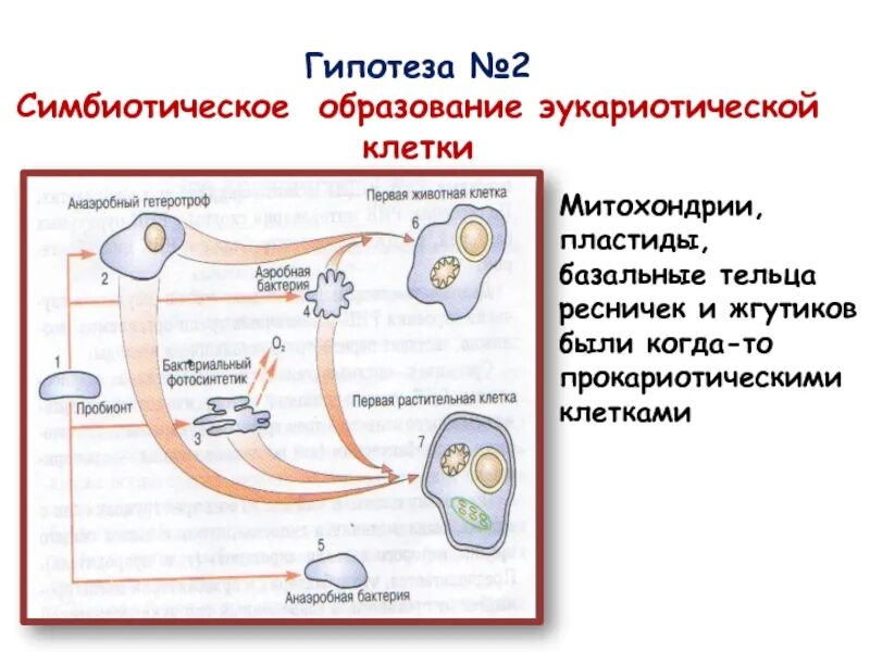 Эволюция эукариотических организмов. Схема симбиотического образования эукариотической клетки. Симбиотическая гипотеза происхождения эукариот. Схема симбиотического образования эукариотических клеток. Симбиотического происхождения клетки эукариот.