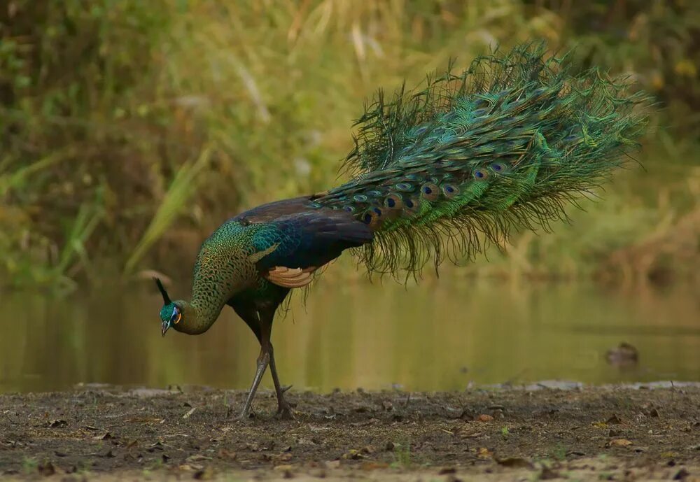 Яванский Павлин Индокитайский. Яванский зеленый Павлин. Павлин (Pavo cristatus). Бирманский зеленый Павлин. Дикая природа дикие павлины