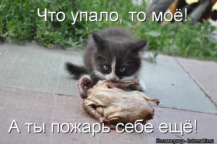 Мем белка ну наконец-то. Радостные рисунки. Жду отпуск. Птица счастья юмор. Животные дурачатся.