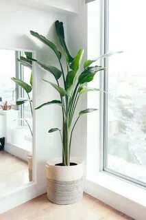 Living plants
