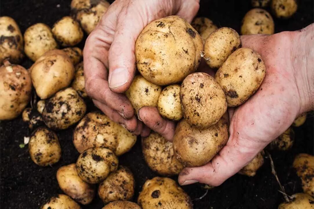 Какую картошку лучше сажать крупную или мелкую