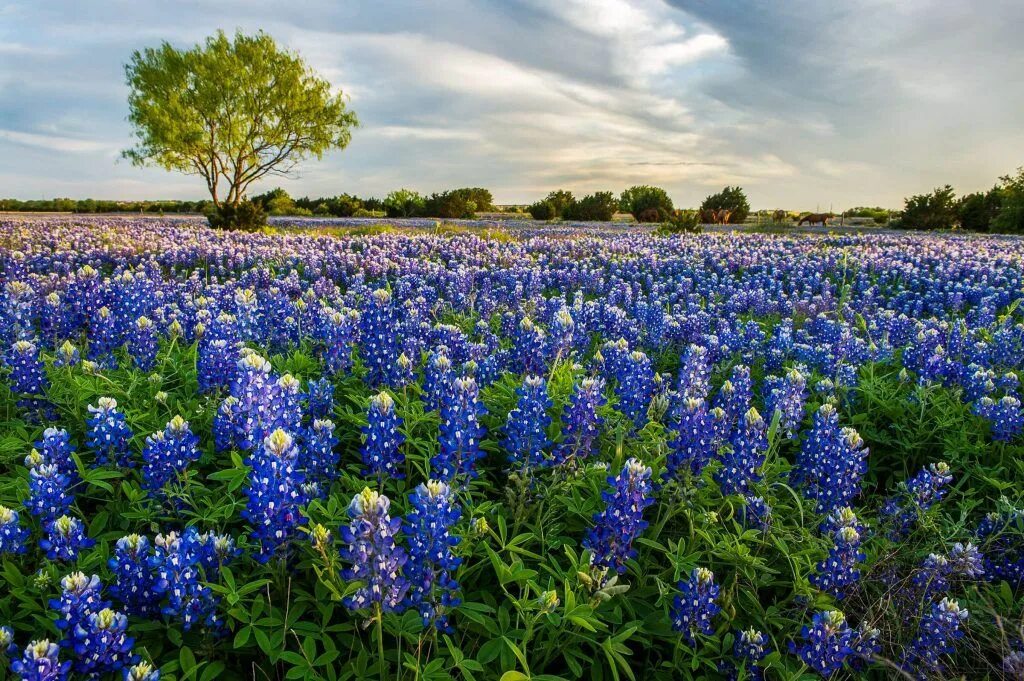 Люпины Bluebonnet. Техас. Bluebonnet at Dusk. Bluebonnets фото цветка. Field 20