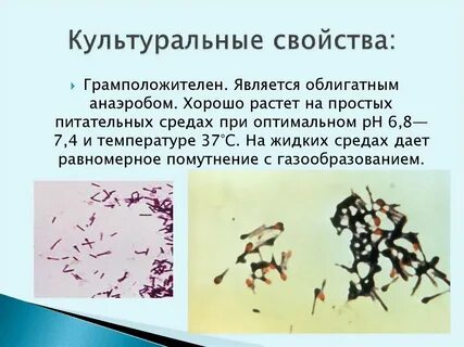 Возбудитель столбняка
