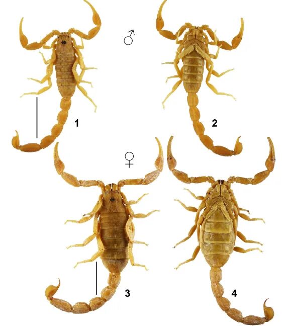 Какой тип развития характерен для скорпиона. Самка скорпиона. Самец скорпиона. Самка и самец скорпиона. Самка скорпиона Euscorpius italicus.