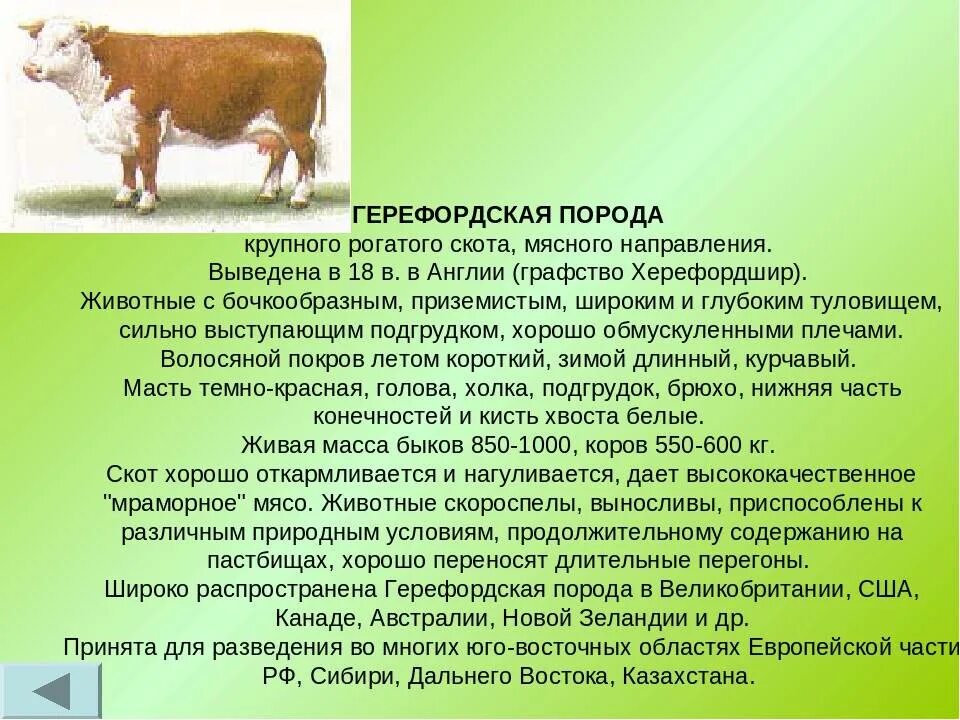Содержание порода. Герофродская порода коровхарактеристика. крс герефордской породы характеристика породы. коровы породы герефорд описание. герефордская порода крс характеристика.