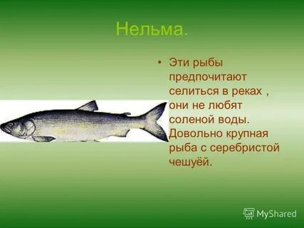 Нельма краснокнижная