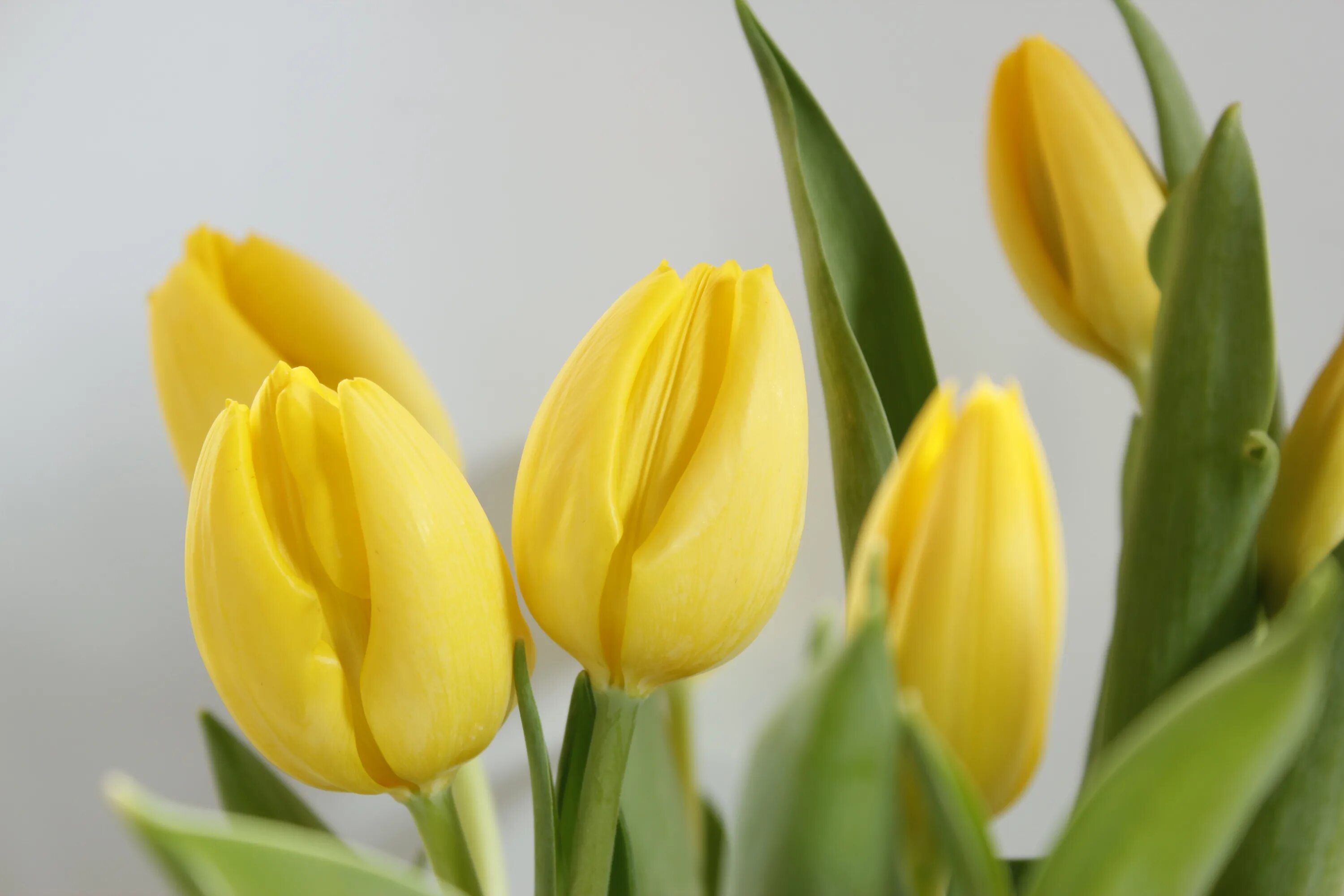 Тюльпан Миллер тайм. Желтые тюльпаны. Желтые тюльпаны цветы. Что означает желтый тюльпан на языке цветов