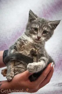 Котята в добрые руки в иванове