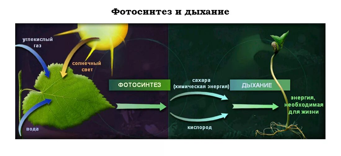 Химический процесс фотосинтеза. Как происходит фотосинтез у растений. Процесс протекания фотосинтеза. Фотосинтез зеленых растений.