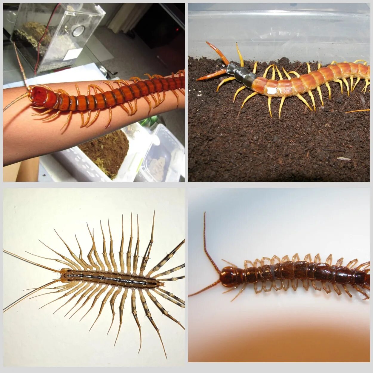 Мухоловка жук. Сколопендра крымская маленькая. Ядовитая сороконожка сколопендра. Надкласс многоножки. Сороконожка сколопендра.