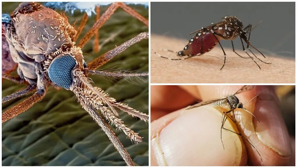 Сколько укусов комаров. Хоботок комара под микроскопом. Комар под микроскопом. Укус комара под микроскопом. Зубы комара под микроскопом.