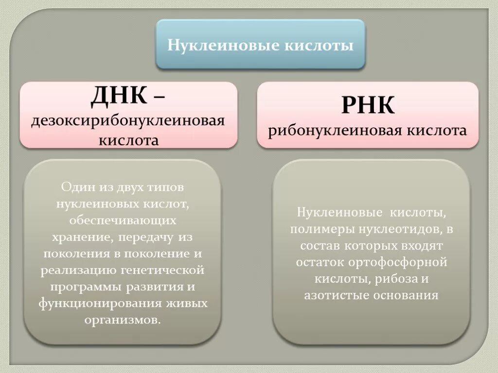 Типы нуклеиновых кислот ДНК И РНК. Органические вещества клетки нуклеиновые кислоты функция. Нуклеиновые кислоты ДНК. Нуклеиновые кислоты ДНК И РНК.