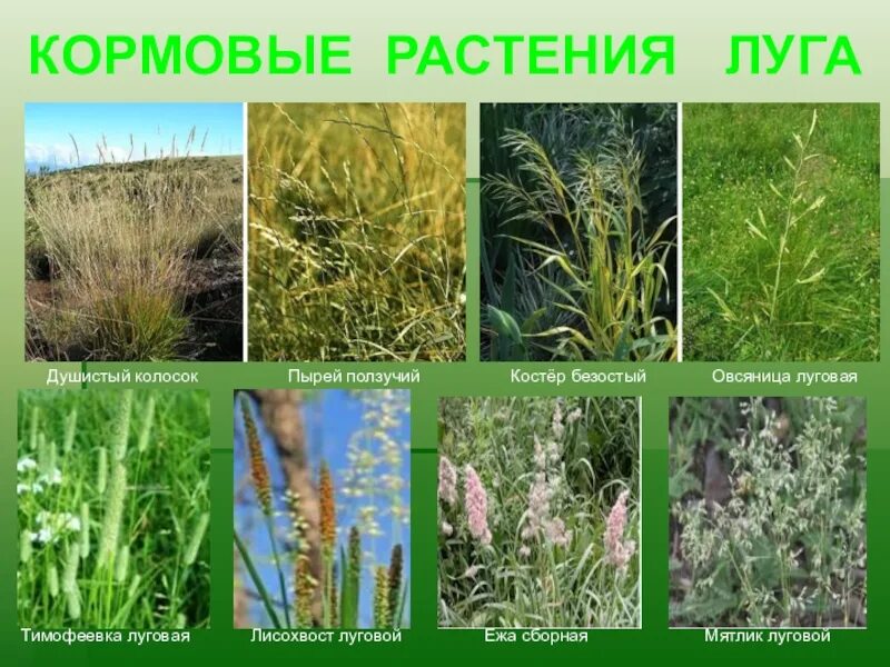 Тимофеевка мятлик ежа. Мятлик, овсяница луговая, тимофеевка. тимофеевка лисохвост растение. ежа, мятлик, тимофеевка, овсяница, пырей, райграс, лисохвост.